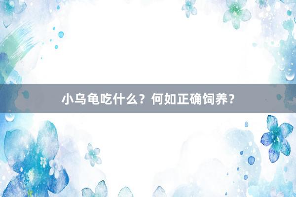 小乌龟吃什么？何如正确饲养？